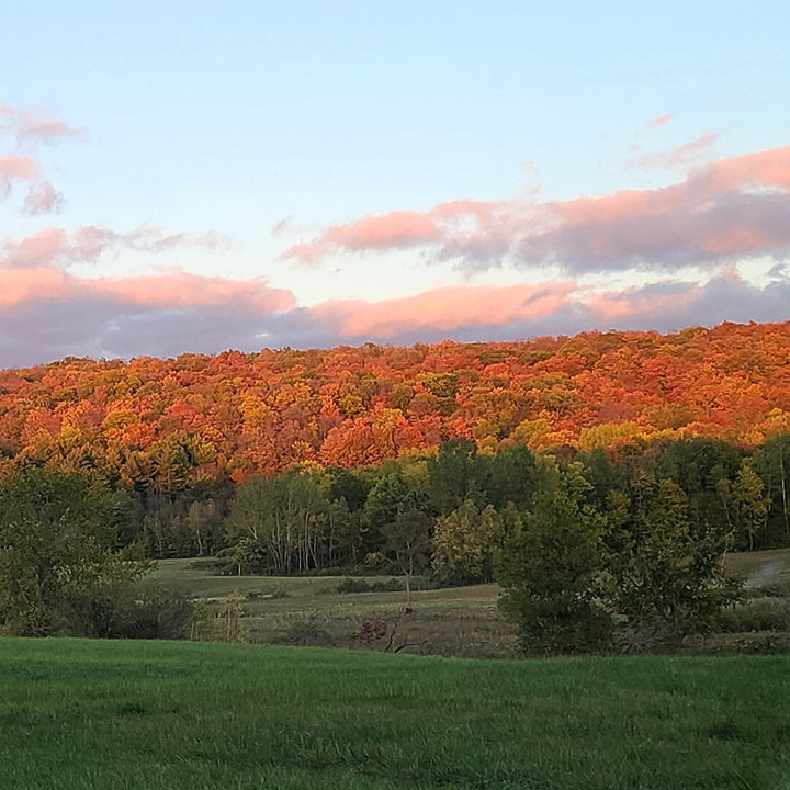 Enjoy reading our blog about the fall foliage on the Carman Brook Farm.
