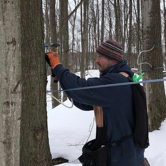 Cousin Tucker tapping a maple tree in our forest. Click the image link to learn more about our sustainable tapping techniques.