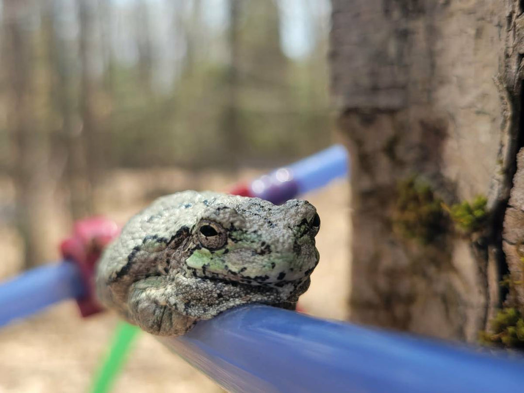 Tree frog hanging out on sap lines soaking up the warmth.